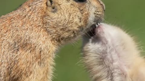Watch these baby prairie pups boldly explore their rugged playground in the Badlands