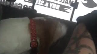 Dog barks in car