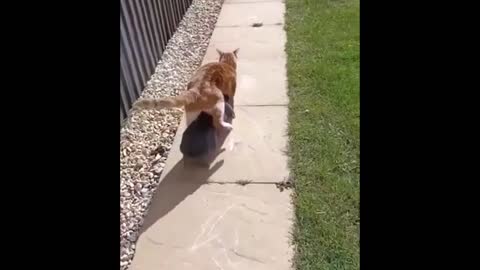 The cat protects the rabbit when it is in danger