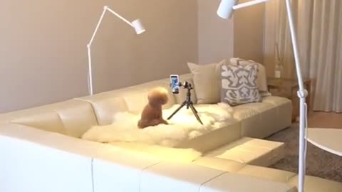 cute dogs make a video