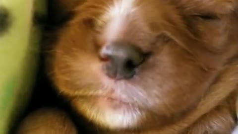 Cute puppy sleeping and dreaming