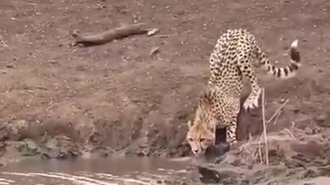 jaguar painted catching crocodile