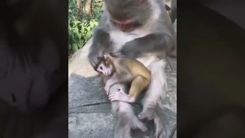 funny mom monkey playing with her child monkey baby monkey funny video