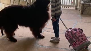Little girl and her giant puppy share moment before school