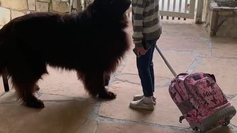 Little girl and her giant puppy share moment before school