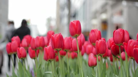 Beautiful red flowers short type vedio