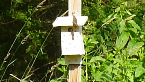 Male wren attracts 2 females to a nest in hopes of mating.