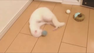 That's How ferret Plays Small Balls At Home