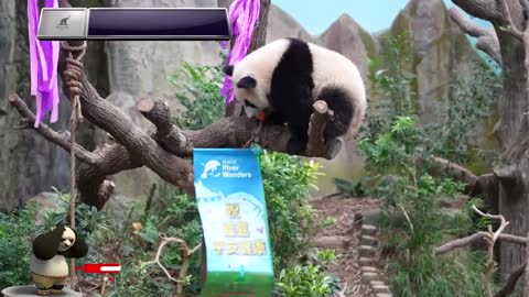 WORLD'S GIANT PANDA'S CELEBRATES ITS 15TH BIRTHDAY | Kai Kai and Jia Jia's Birthdays