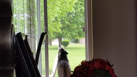Husky howls along to sound of tornado sirens