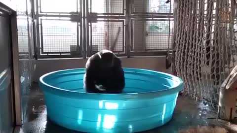 Gorilla loves to play in water.