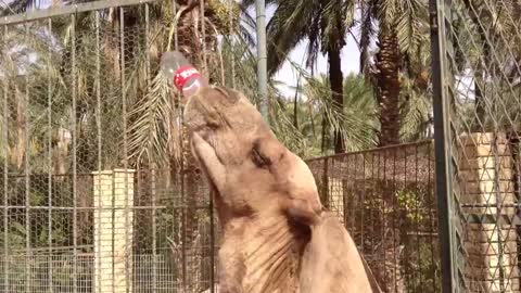 Camel drinks Coca Cola with pleasure