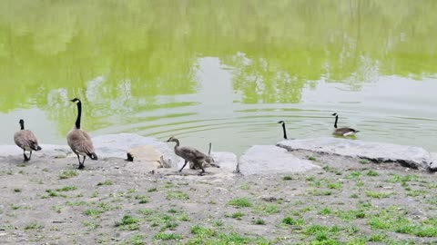 This new Mom duck and baby video