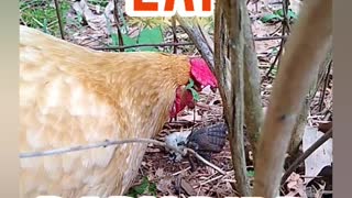 Chickens Eat Baby Bird