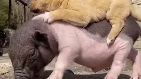 A puppy exploits a piglet