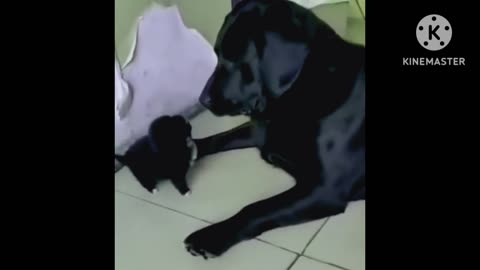 Puppy and his father funny moment 🥰