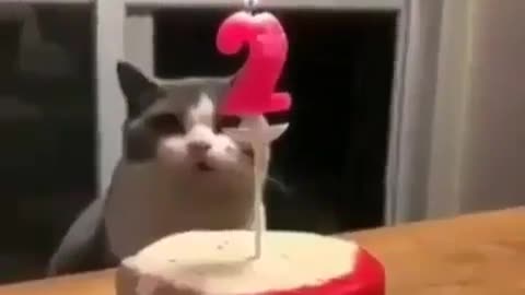 My cats birthday.