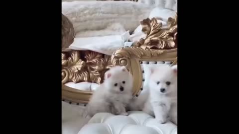 😍 Cute Baby Dogs 😍 9th May 2021