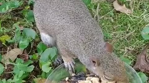 Sweet Mika The Squirrel has a shiny and sleek hair with her beautiful bushy tail ❤️🐿️.