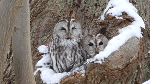 Two Tawny Owls Peer out from Tree Hollow