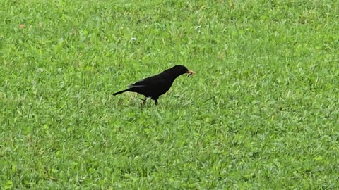Blackbird with food in its mouth / beautiful bird in a meadow.