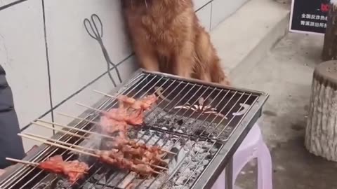 When your dog's drool game is stronger than your BBQ skills.