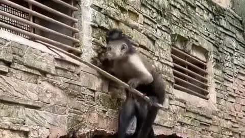 Two naughty monkeys