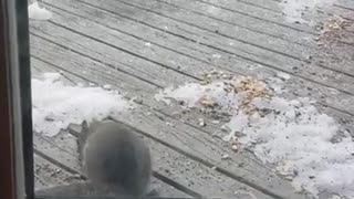 squirrel gathers food before the snow