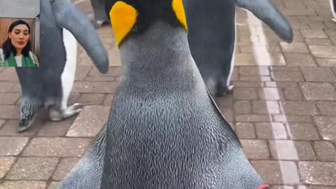 See how these beautiful penguins walk! #animalshotel #shorts