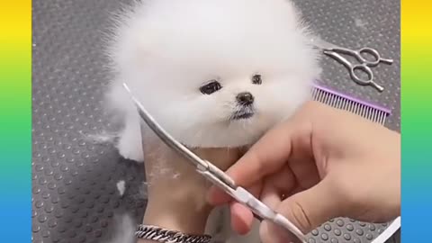 Puppy's reaction to taking a Bath & Haircut