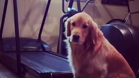 exercise puppy
