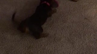 Dachshund puppy with a new toy