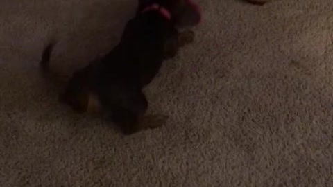 Dachshund puppy with a new toy