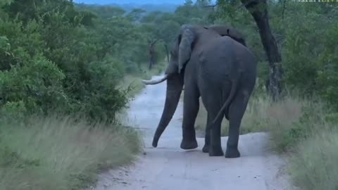 Very Large Elephant Bull in full Musth with James Hendry
