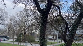 Trees in a city park