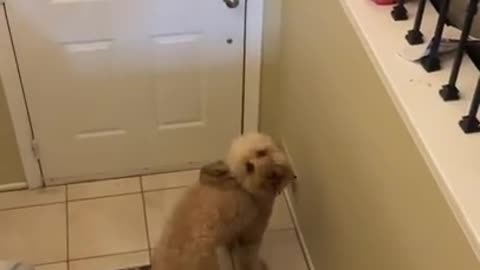 Dog Excitedly Greets Owner After Every Single Hospital Shift