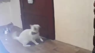 Smart Cat Knows How to Open Doors