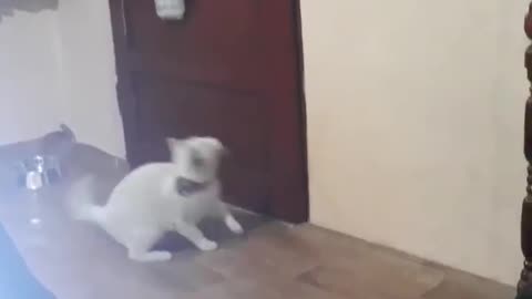 Smart Cat Knows How to Open Doors