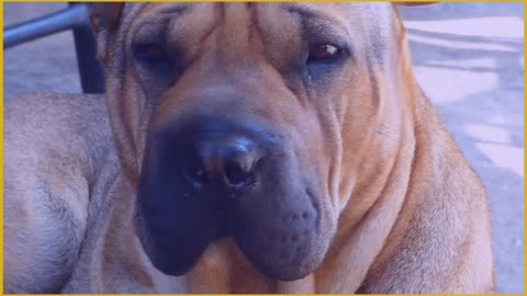 Redhead Shar-Pei _The Big Dog