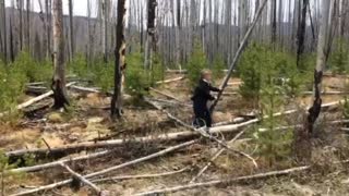 Pushing over dead trees