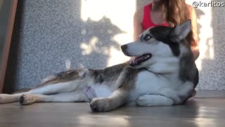 Husky Has a Lot to Say About Human's Hugs