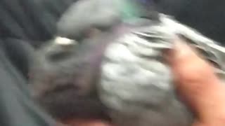 Man has pigeon in hand subway