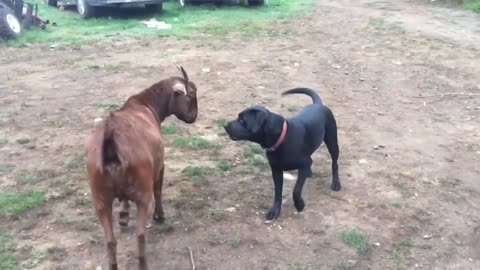 Best Friends, This goat and dog are besty's for life