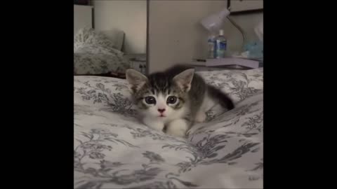 7_cutest-cats