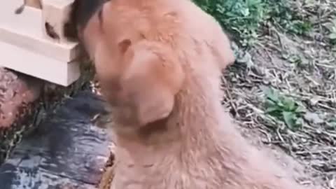 Funniest Cats and Dogs 🐱🐶 Part 34