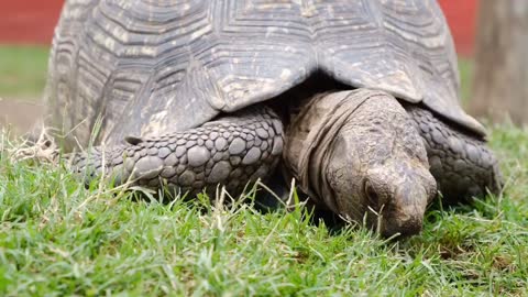 Big tortoise munching the grass