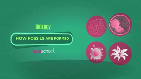 How Do Fossils Form | Evolution | Biology | FuseSchool