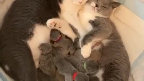 Couple of cats with theis puppies.