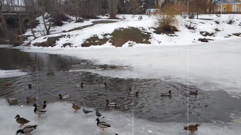 Funny Ducks