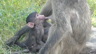 Cuteness overload. Baby baboon suckling